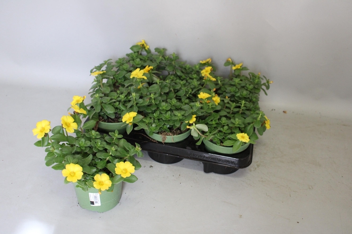 <h4>Portulaca Gold</h4>