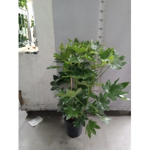 Fatsia japonica   ...