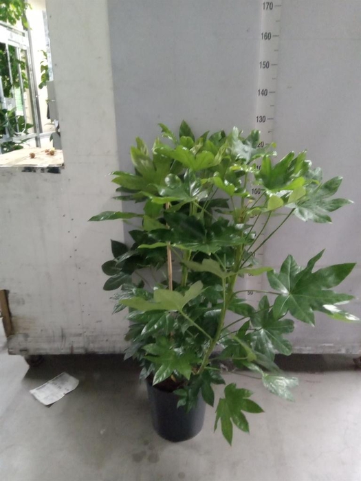 <h4>Fatsia japonica   ...</h4>