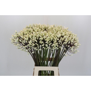 Agapanthus Barcelona