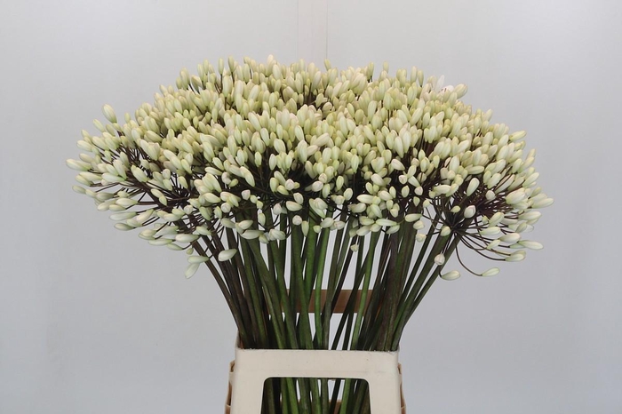 <h4>Agapanthus Barcelona</h4>