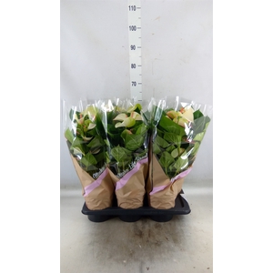 Anthurium andr. 'Fantasy Love'