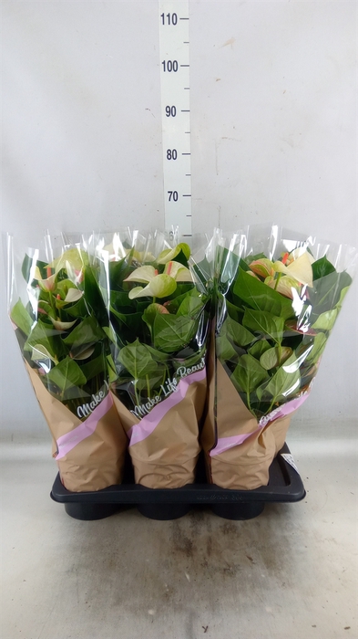 <h4>Anthurium andr. 'Fantasy Love'</h4>