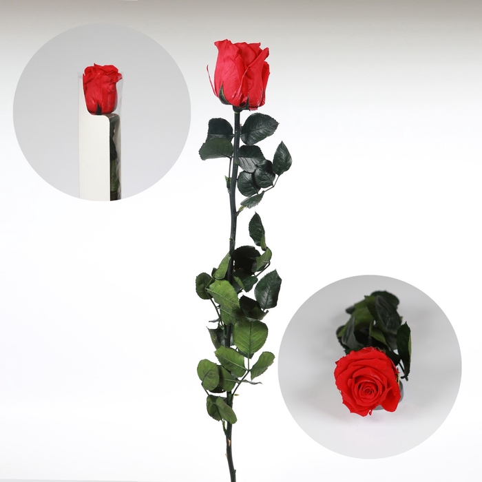 <h4>Roos op steel Standard 55cm Rood</h4>
