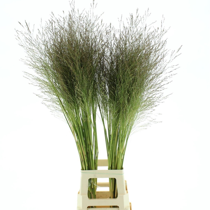 <h4>Panicum Sky Scraper</h4>