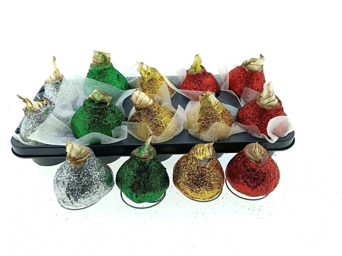 <h4>BLOEMBOL HIPPEASTRUM</h4>