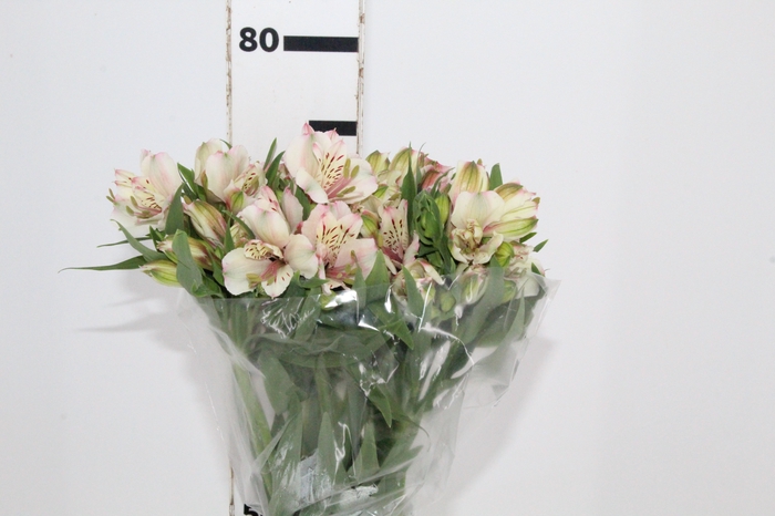 <h4>ALSTROEMERIA FANKE 080 CM</h4>