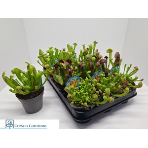 SARRACENIA OV