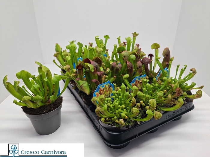 <h4>SARRACENIA OV</h4>