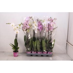 PHAL GEM 5 KL