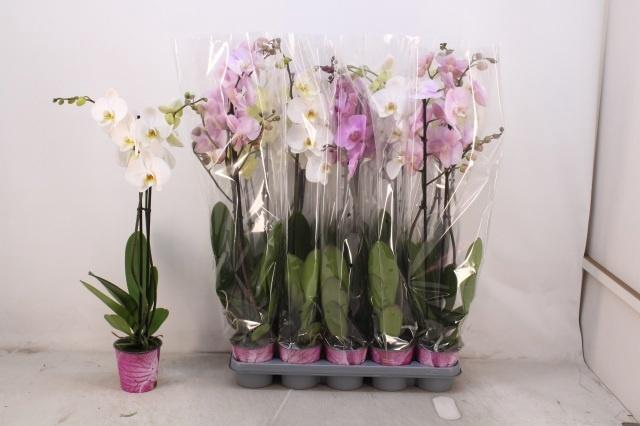<h4>PHAL GEM 5 KL</h4>
