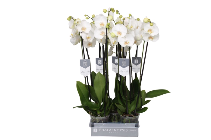 <h4>Phalaenopsis White World</h4>