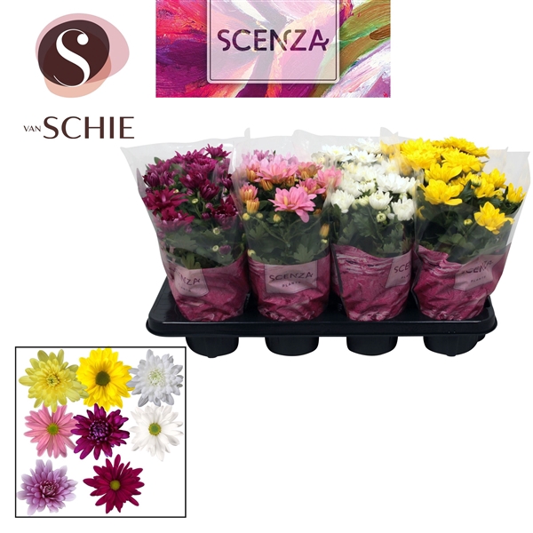 <h4>Chrysanne® Mix SCENZA</h4>