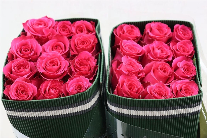 <h4>R Gr Full Monty</h4>