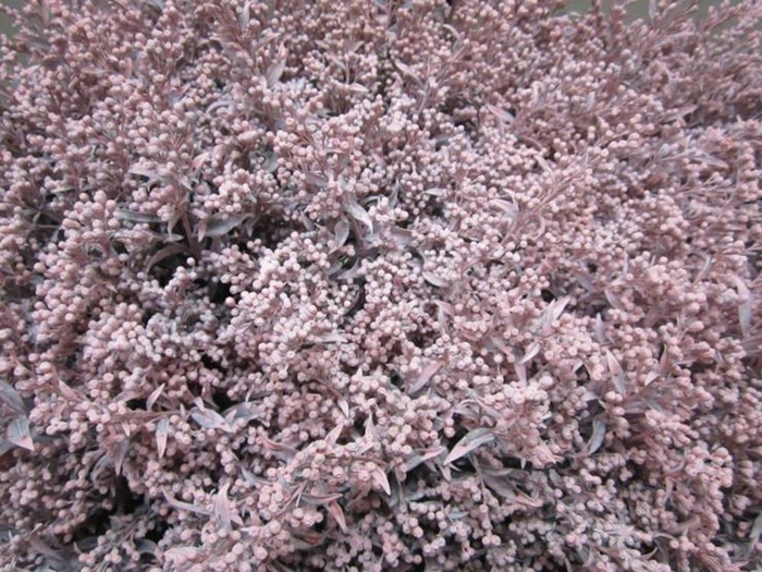 <h4>Solidago Licht Rose</h4>