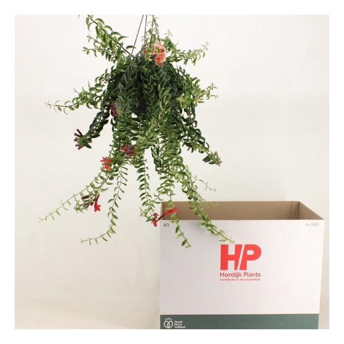 <h4>Aeschynanthus Twister 15Ø 45cm</h4>