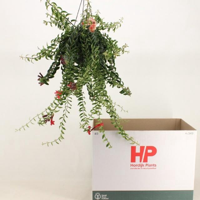 Aeschynanthus Twister 15Ø 45cm