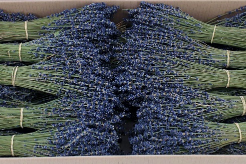 <h4>Lavende gedr. Dark Blue</h4>