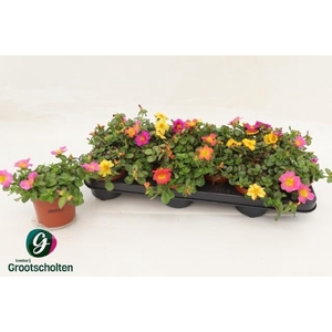 PORTULACA