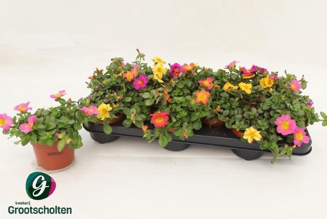 <h4>PORTULACA</h4>