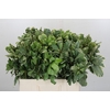 Pittosporum Ilan