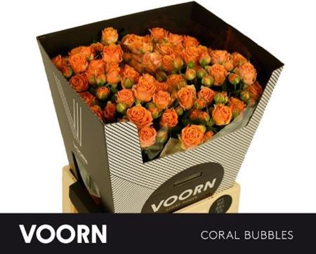 <h4>R Tr Coral Bubbles</h4>