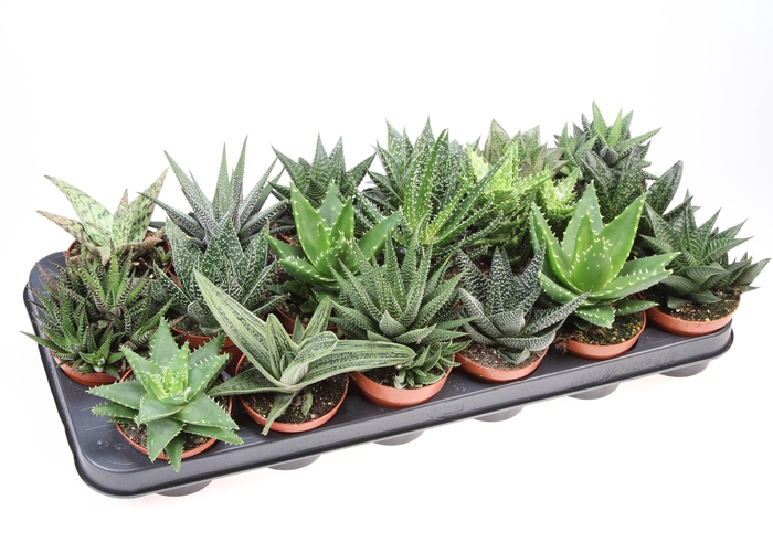<h4>Aloe haworthia mix</h4>