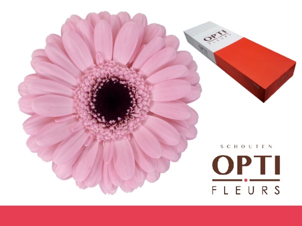 <h4>Germini Smart Doos</h4>