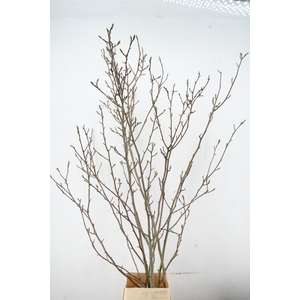MAGNOLIA YELLOW PER STEM 250CM