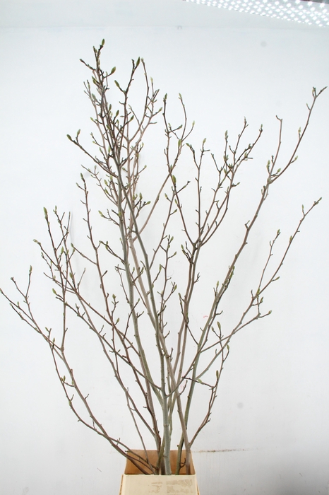 <h4>MAGNOLIA YELLOW PER STEM 250CM</h4>