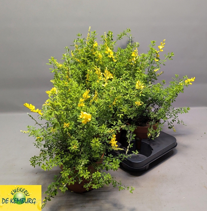 <h4>GENISTA X SP</h4>