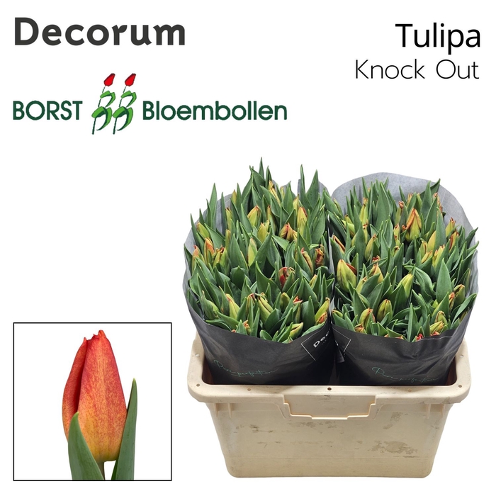 <h4>Tulipa knock Out</h4>