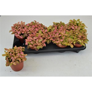fittonia zalm ruby lime 12 cm