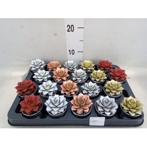 Echeveria purpusorum