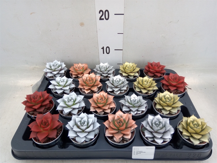 <h4>Echeveria purpusorum</h4>