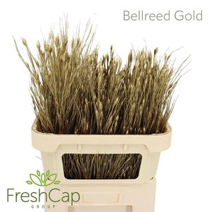 Bellreed Gold