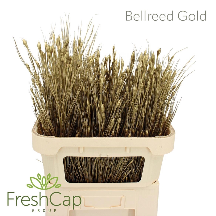 <h4>Bellreed Gold</h4>