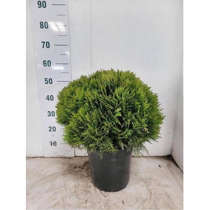 THUJA O DANICA