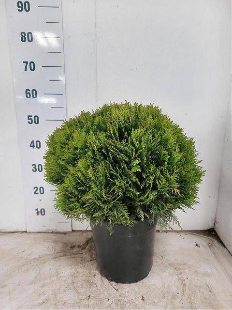 <h4>THUJA O DANICA</h4>