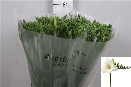 <h4>Fr En Alba River</h4>