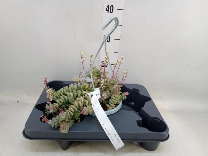 <h4>Crassula perforata</h4>