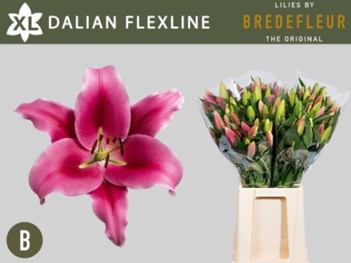 <h4>LI OT DALIAN LI OT DALIAN FLEXLINE</h4>