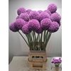ALLIUM GIGANTEUM
