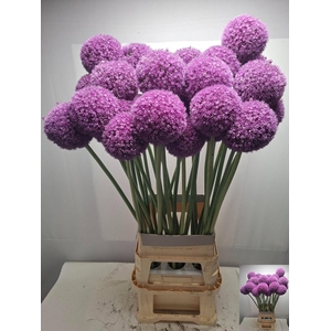 ALLIUM GIGANTEUM