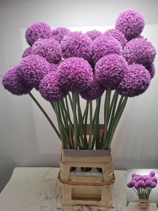 <h4>ALLIUM GIGANTEUM</h4>