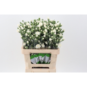 Di Tr Tarifa White X20