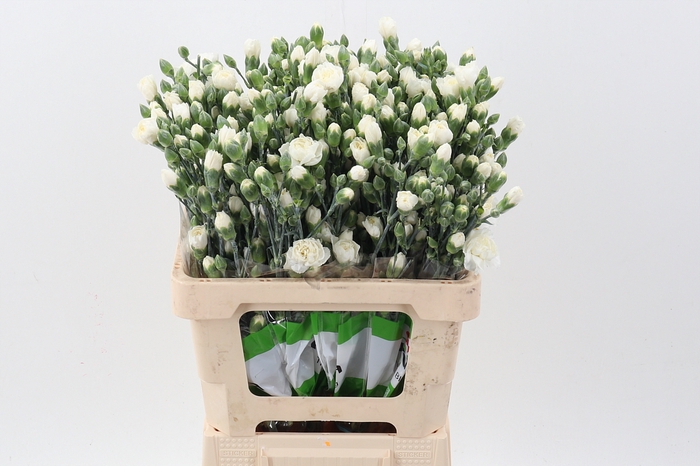 <h4>Di Tr Tarifa White X20</h4>
