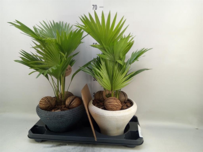 <h4>Livistona rotundifolia</h4>