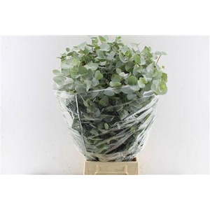 EUC CINEREA PER BOS
