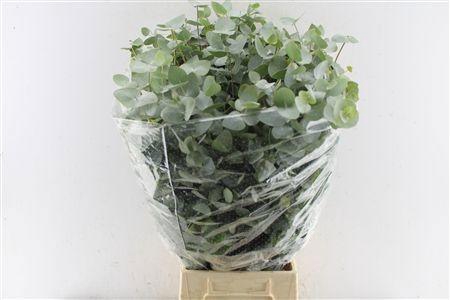 <h4>EUC CINEREA PER BOS</h4>